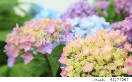 カラフルなあじさい 色とりどりの紫陽花 虹色の紫陽花 レインボー