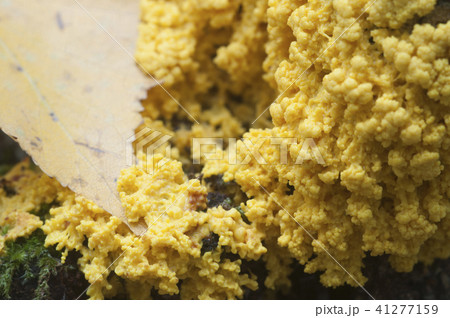 Fuligo septica 41277159