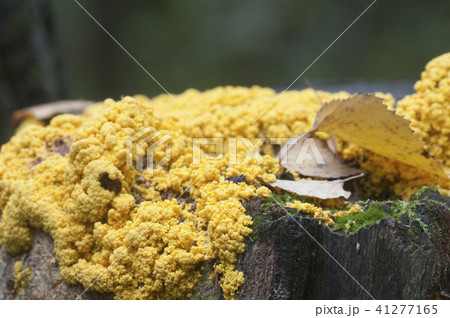 Fuligo septica 41277165