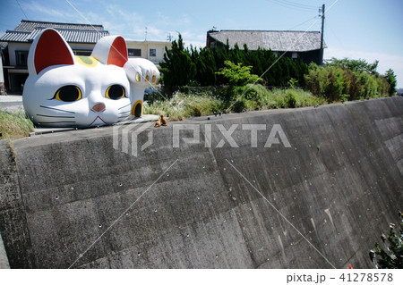常滑の猫 常滑の猫 41278578