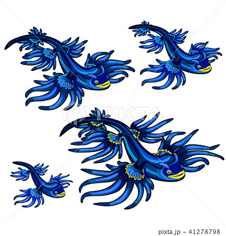 Gastropod Mollusk Glaucus Atlanticus The Blue のイラスト素材