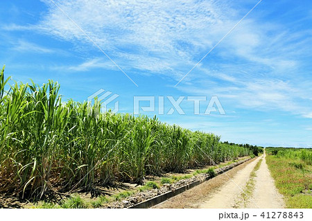 沖縄 青空とサトウキビ畑の写真素材