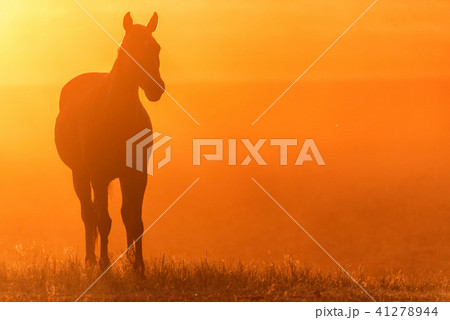 Wild horse grazes in the meadow at sunset 41278944