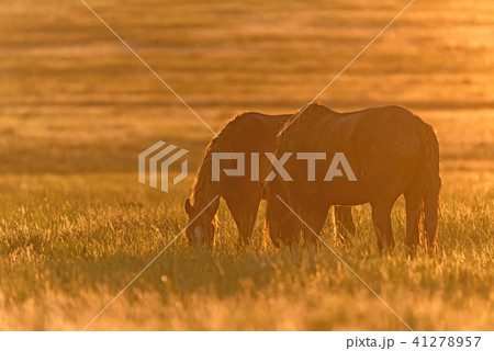 Wild horses graze in the meadow at sunset 41278957