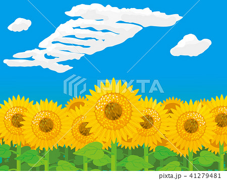 シンプルな快晴のひまわり畑のイラストレーションのイラスト素材