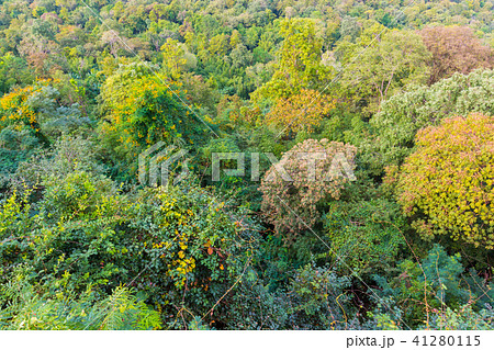 Aerial view of the forest background. 41280115