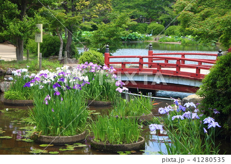 東行庵の菖蒲 41280535