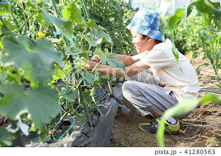 野菜を収穫する子どもの写真素材 野菜を収穫する子どもの写真素材