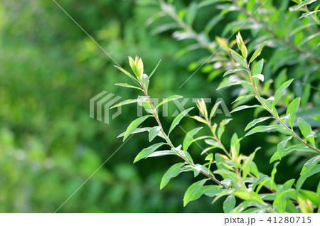 背景をぼかして撮影した、ユキヤナギと推定される植物の枝の先端領域の写真 41280715