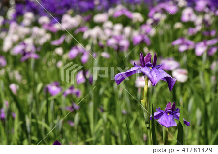 花しょうぶ　村祭 41281829