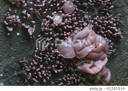 Ascocoryne sarcoides slime mould 41281914