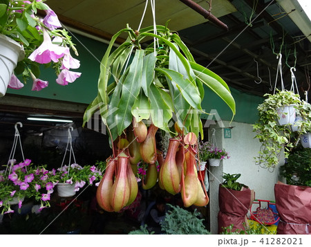 広東省の花屋 広東省の花屋 41282021