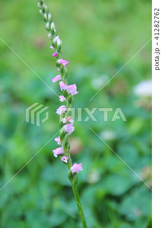 ねじればな 可愛いネジレバナ 可憐なネジレバナ 一本のネジレバナ 捻れ花 可愛い花 可憐なお花 ねじればな 可愛いネジレバナ 可憐なネジレバナ 一本のネジレバナ 捻れ花 可愛い花 可憐なお花 41282762