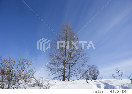 雪景色と青空 フィンランド ロバニエミ 雪景色と青空 フィンランド ロバニエミ 41282840