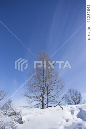 雪景色と青空 フィンランド ロバニエミ 雪景色と青空 フィンランド ロバニエミ 41282841
