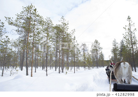 フィンランド　ロバニエミ　トナカイそり 41282998