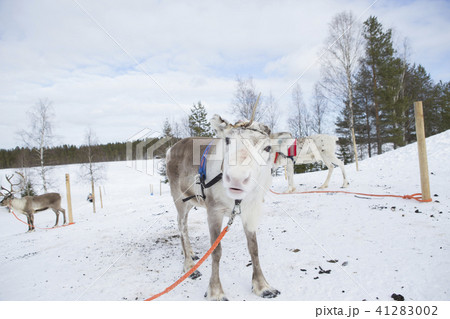 フィンランド　ロバニエミ　トナカイ 41283002