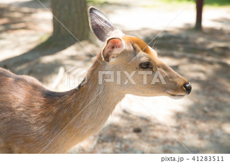 奈良公園の鹿の写真素材