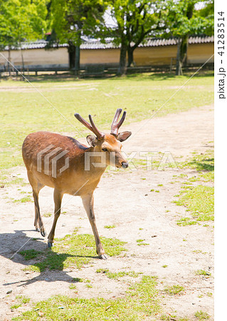 奈良公園の鹿 奈良公園の鹿 41283514