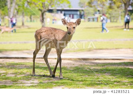 奈良公園の鹿 41283521