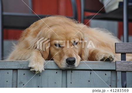 疲れた犬 41283569
