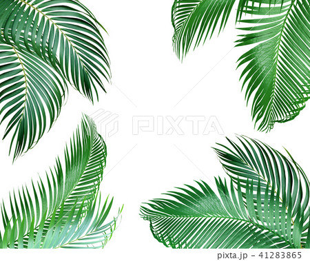 green palm leaf on white background 41283865