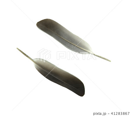 pattern leather on white background 41283867