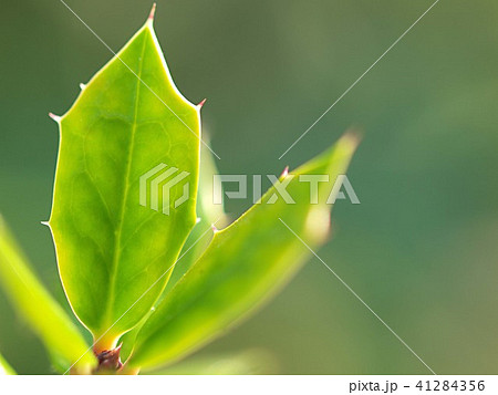 新緑のヒイラギの葉 41284356