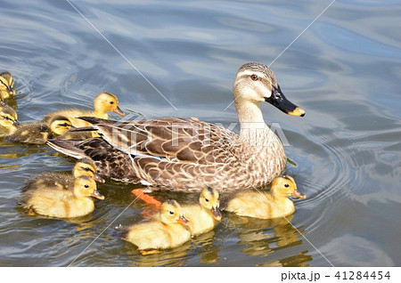 カルガモ親子が池でお散歩 41284454