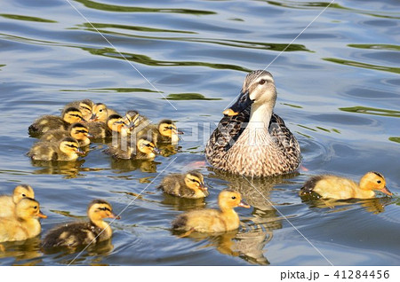 カルガモ親子が池でお散歩 41284456