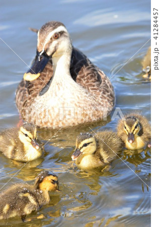 カルガモ親子が池でお散歩 41284457