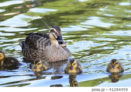カルガモ親子が池でお散歩 41284459