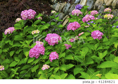長谷寺のあじさい 長谷寺のあじさい 41284621