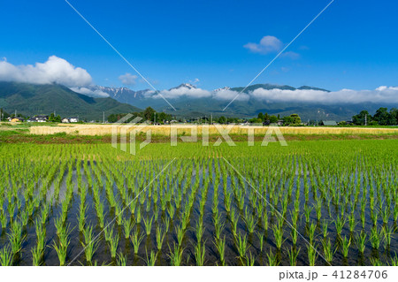 信州の風景 安曇野の水田と北アルプス 信州の風景 安曇野の水田と北アルプス 41284706
