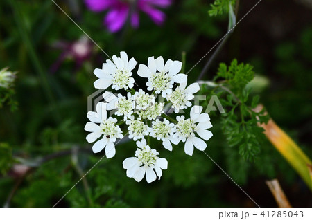 春に咲いた 美しくかわいいオルレア オルラヤ の白い花を撮影した写真の写真素材
