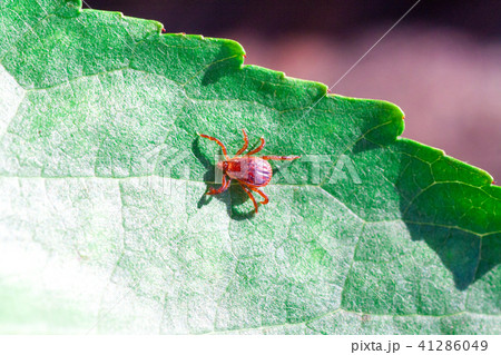 A dangerous parasite and infection carrier mite 41286049