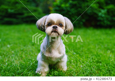 Shih tzu dog Shih tzu dog 41286473