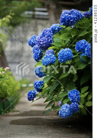 紫陽花 41286535