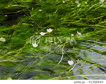 醒ヶ井にある地蔵川の梅花藻 41286604