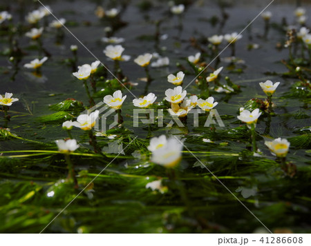 醒ヶ井にある地蔵川の梅花藻 41286608