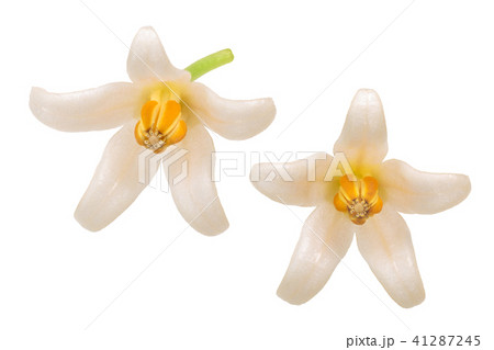 Tamarillo s. betaceum flowers 41287245