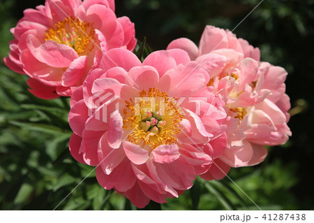 由志園の牡丹 41287438