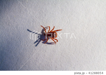 A dangerous parasite and infection carrier mite A dangerous parasite and infection carrier mite 41288054