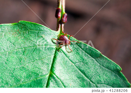 A dangerous parasite and infection carrier mite A dangerous parasite and infection carrier mite 41288206