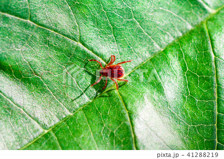 A dangerous parasite and infection carrier mite 41288219