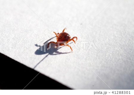 A dangerous parasite and infection carrier mite A dangerous parasite and infection carrier mite 41288301