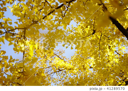 イチョウ 41289570