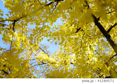 イチョウ 41289571