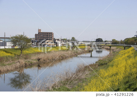 春の在家橋から望む芝川(埼玉県川口市:上流側) 春の在家橋から望む芝川(埼玉県川口市:上流側) 41291226