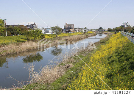 春の在家橋から望む芝川(埼玉県川口市:上流側) 春の在家橋から望む芝川(埼玉県川口市:上流側) 41291227